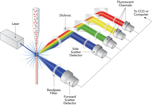 Flow cytometry